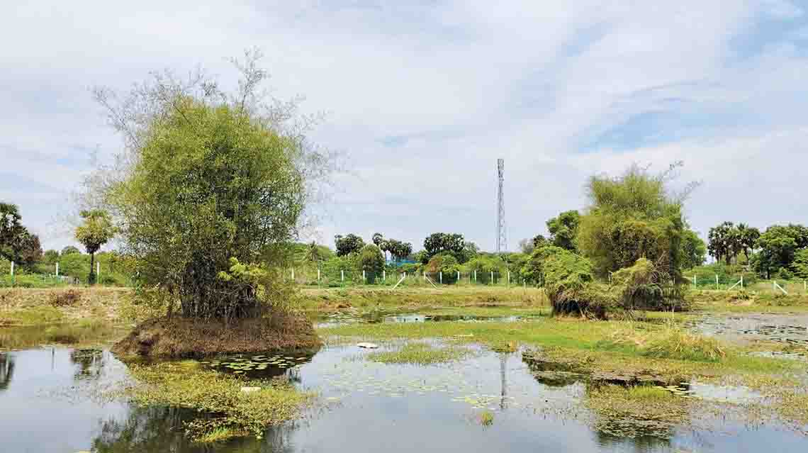 Restored wetland — CAMS Environmental Foundation of India lake restoration initiative